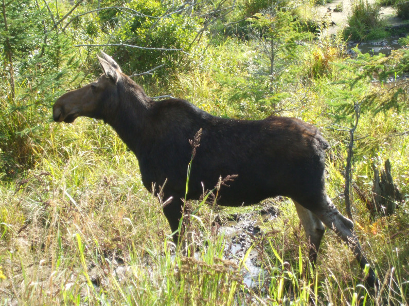 Les Klinefelter Moose