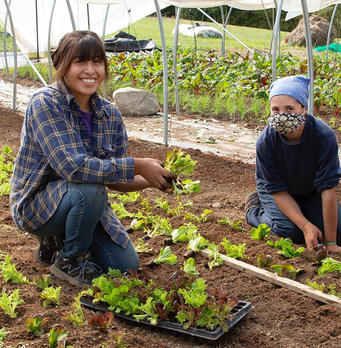 Two women work in a large garden planting.