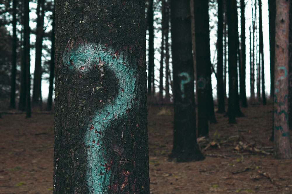 question marks painted on a stand of pine trees
