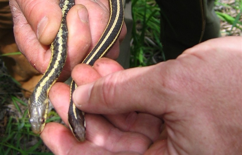 two small snakes being held in two hands